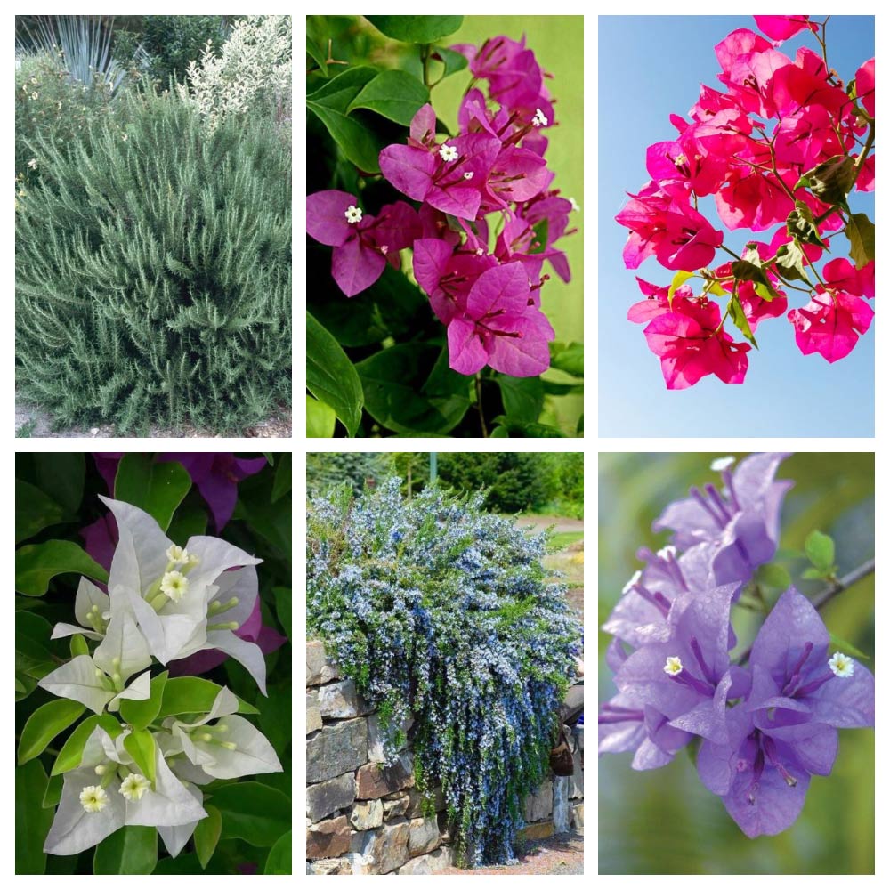 Piante Essenziali per un Giardino Mediterraneo