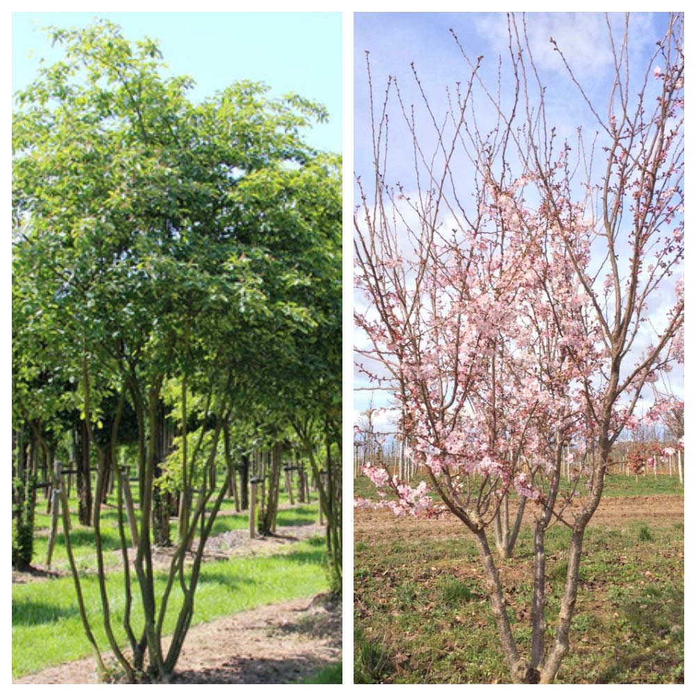 Prunus autumnalis Amelanchier lamarkii