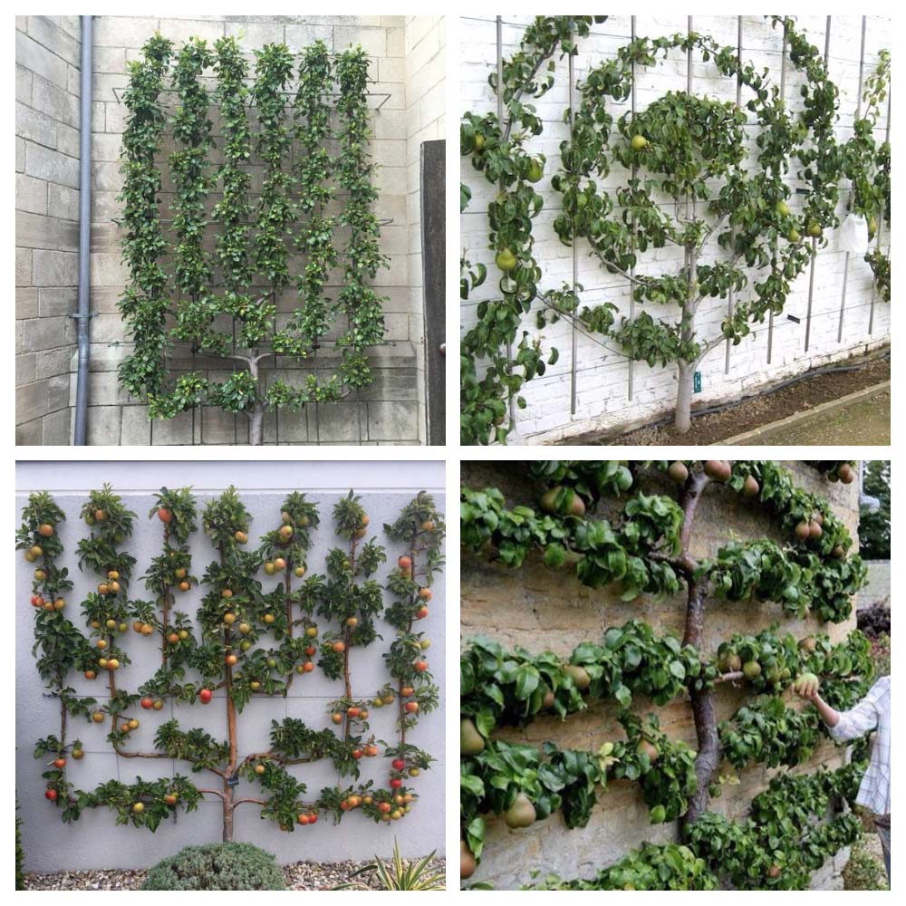 espalier