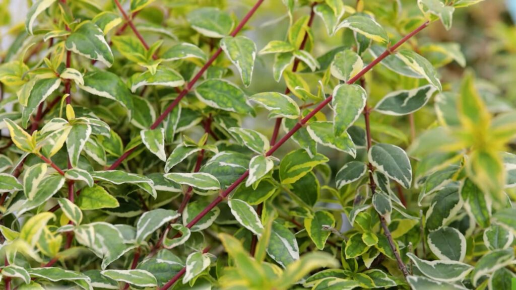 Abelia grandiflora variegata piante adatte