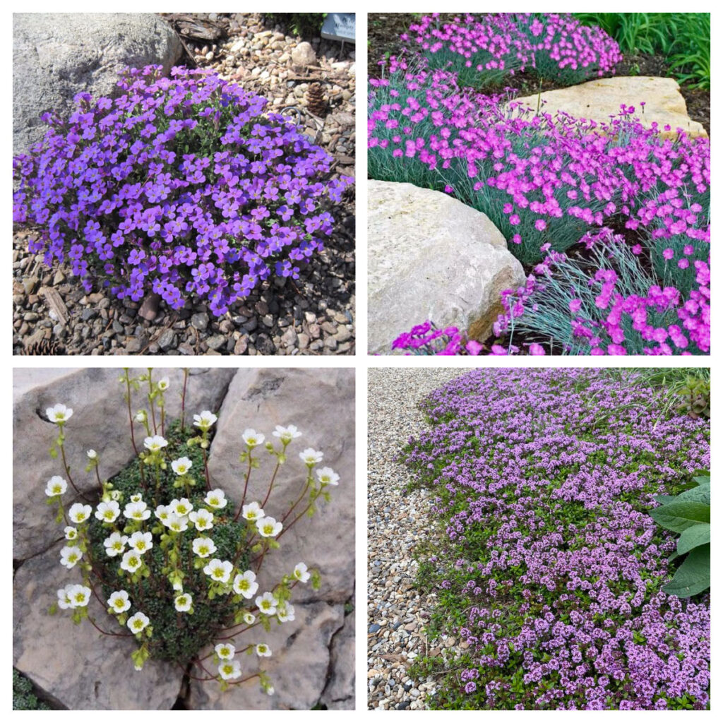 Saxifraga Aubrieta Dianthus Thymus
