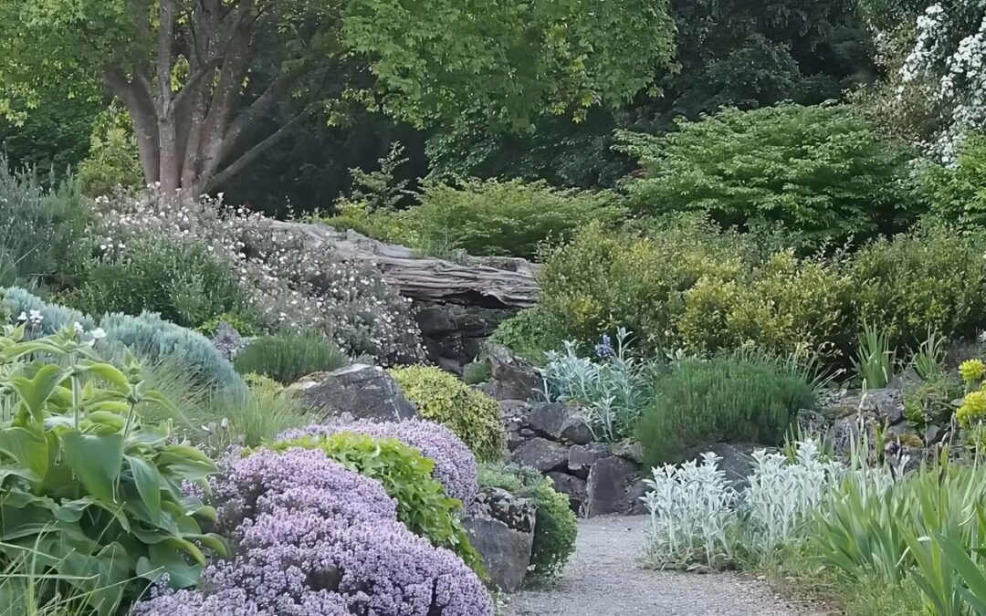 Guida completa alla creazione di un giardino roccioso autentico