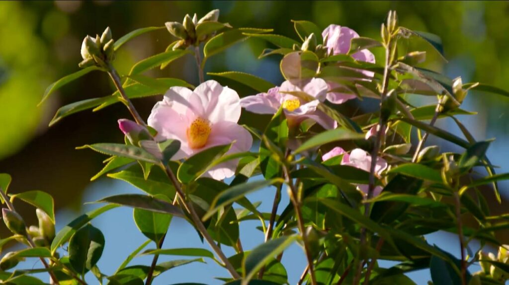 la camelia per abbellire il giardino