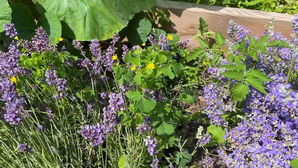 lavanda nel piccolo giardino 2