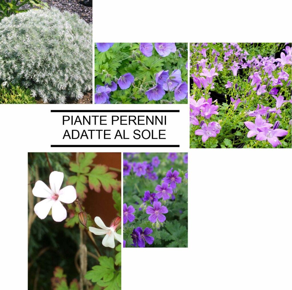 Piante perenni adatte al sole